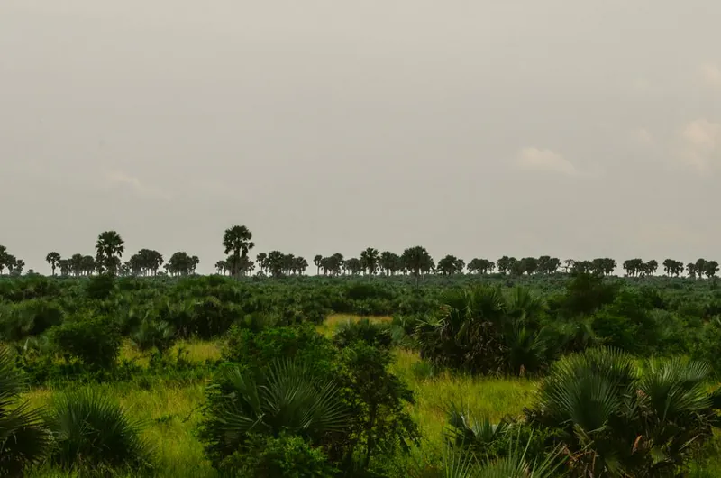 Moving to Benin in 2026: 7.5% Economic Boom, New Immigration Law, and Cotonou Expat Costs